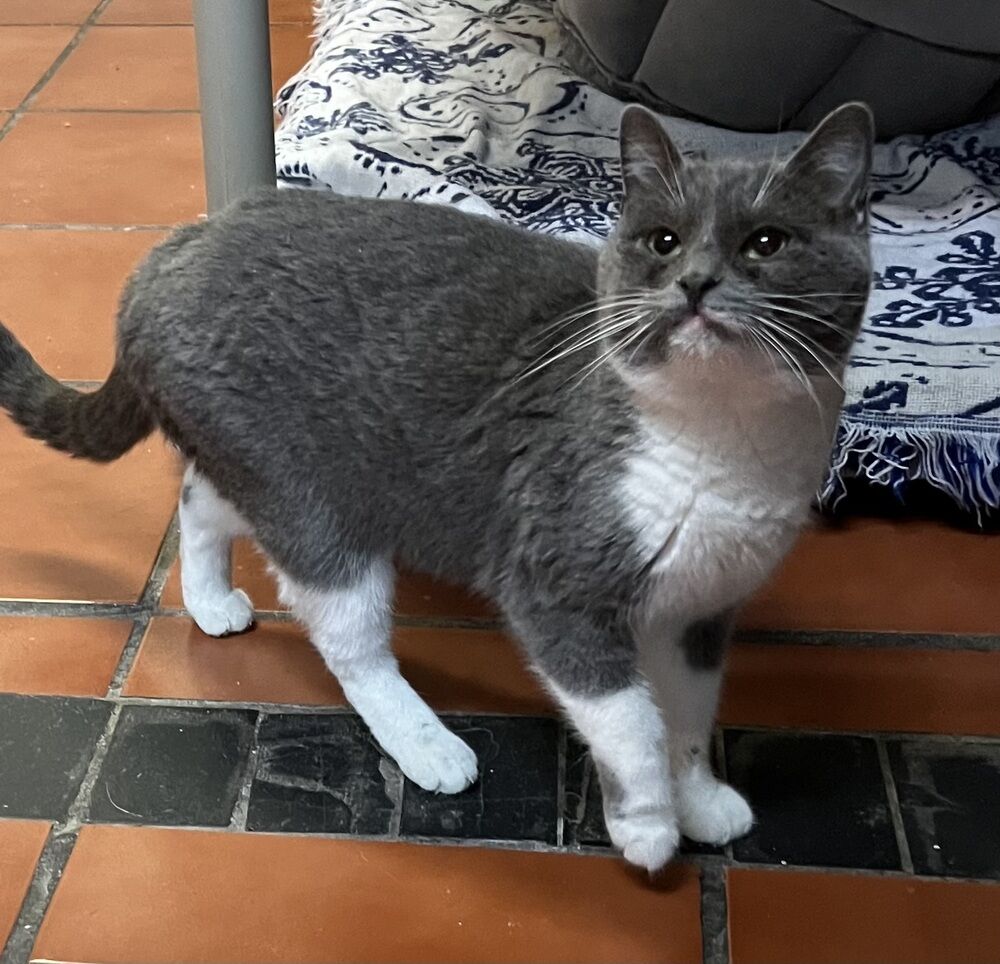 Noella